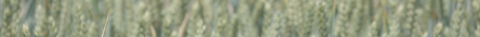 Ukfm header image wheat 02