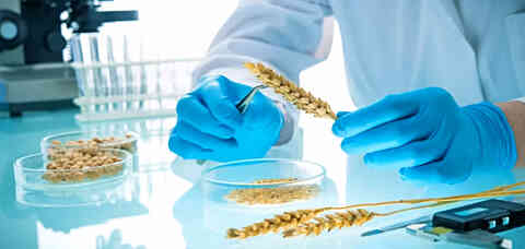 110 Developing new wheat varieties