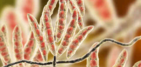 Mycotoxins