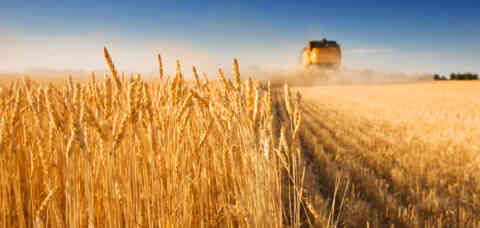 Harvest time