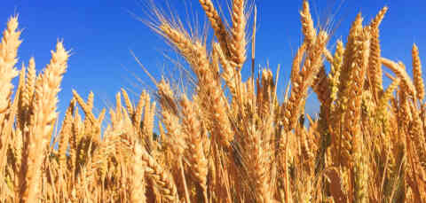 Wheat Guide 2020