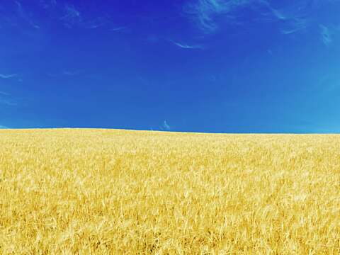 2022 Ukraine wheat update