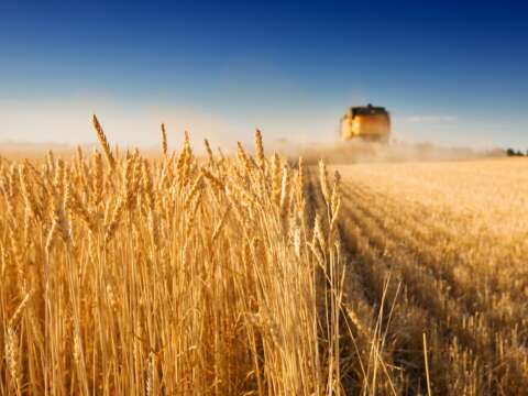 Group 1 Wheat Production