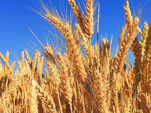 Wheat Guide 2020