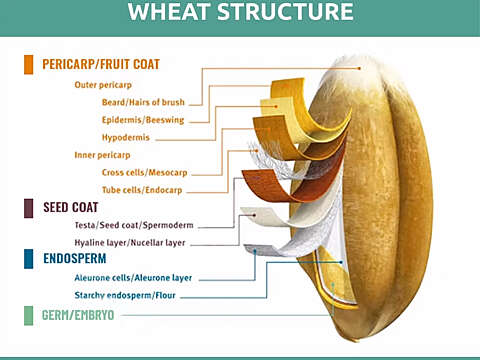 Wheat structure