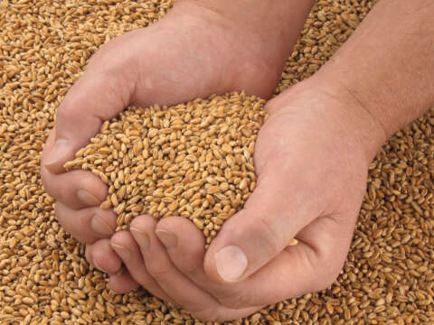 Handful of grain