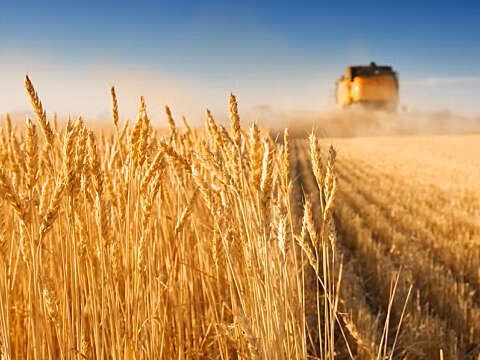 Harvest time