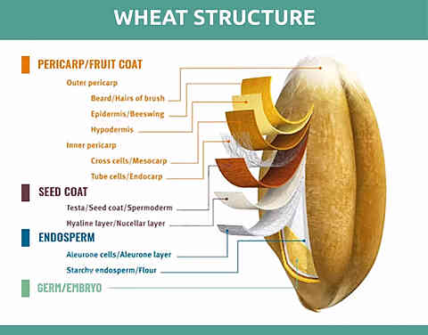 Wheat structure