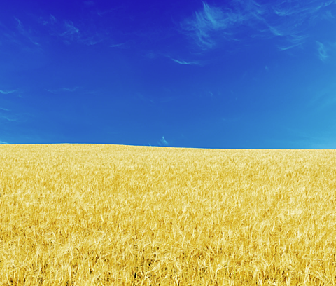 2022 Ukraine wheat update