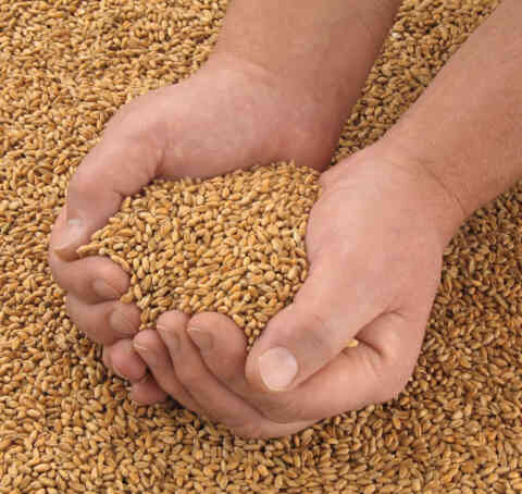Handful of grain